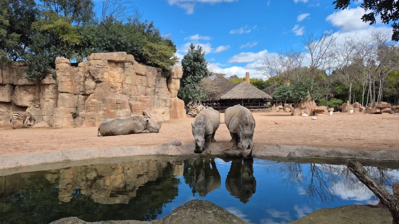 BIOPARC VALENCIA — იმოგზაურეთ აფრიკის ველურ ბუნებაში